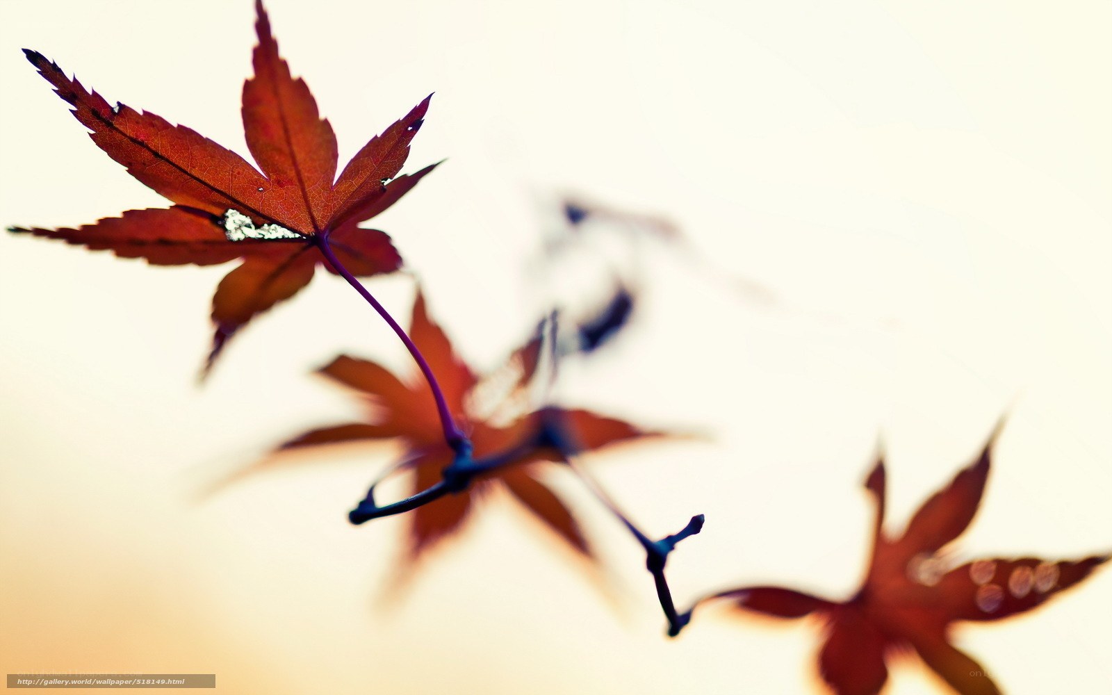Autumn maple leaves in soft light