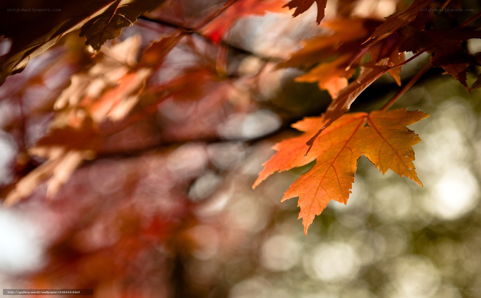 Autumn maple leaves in sunlight