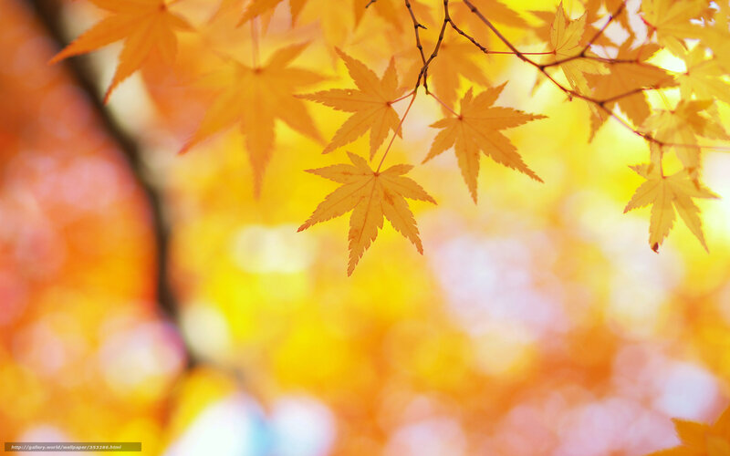 Autumn maple leaves in sunlight