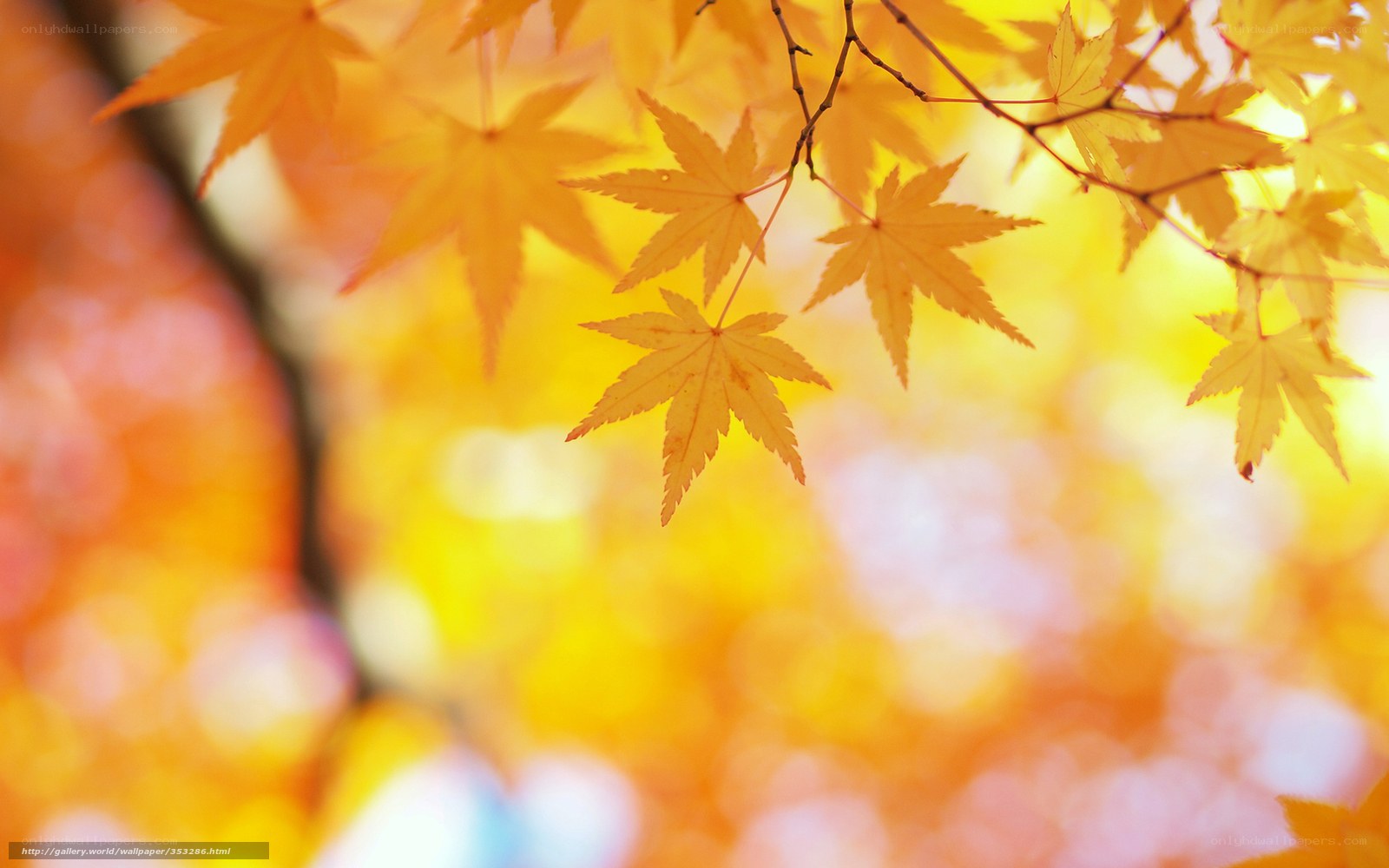 Autumn maple leaves in sunlight