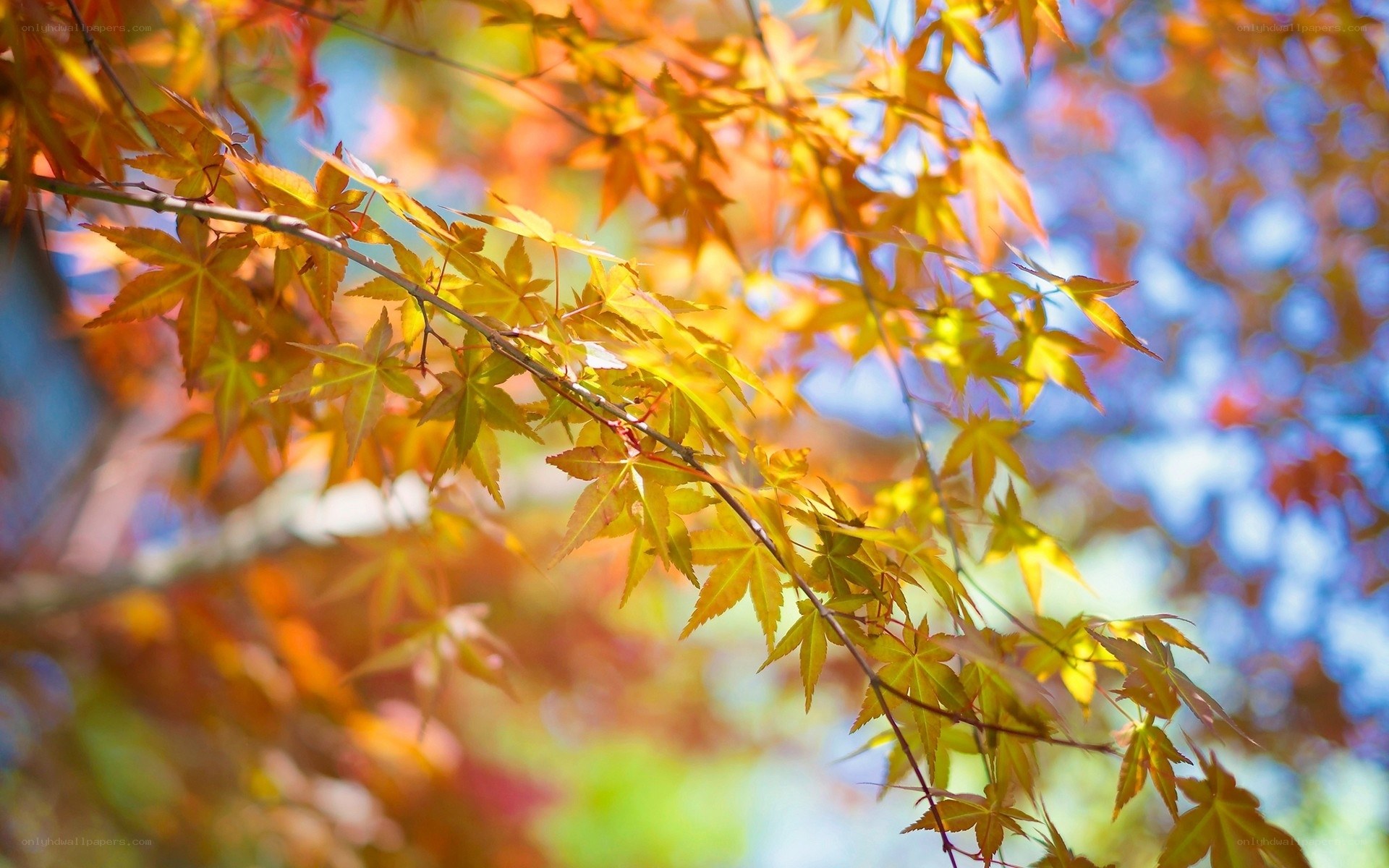 Autumn maple leaves in sunlight