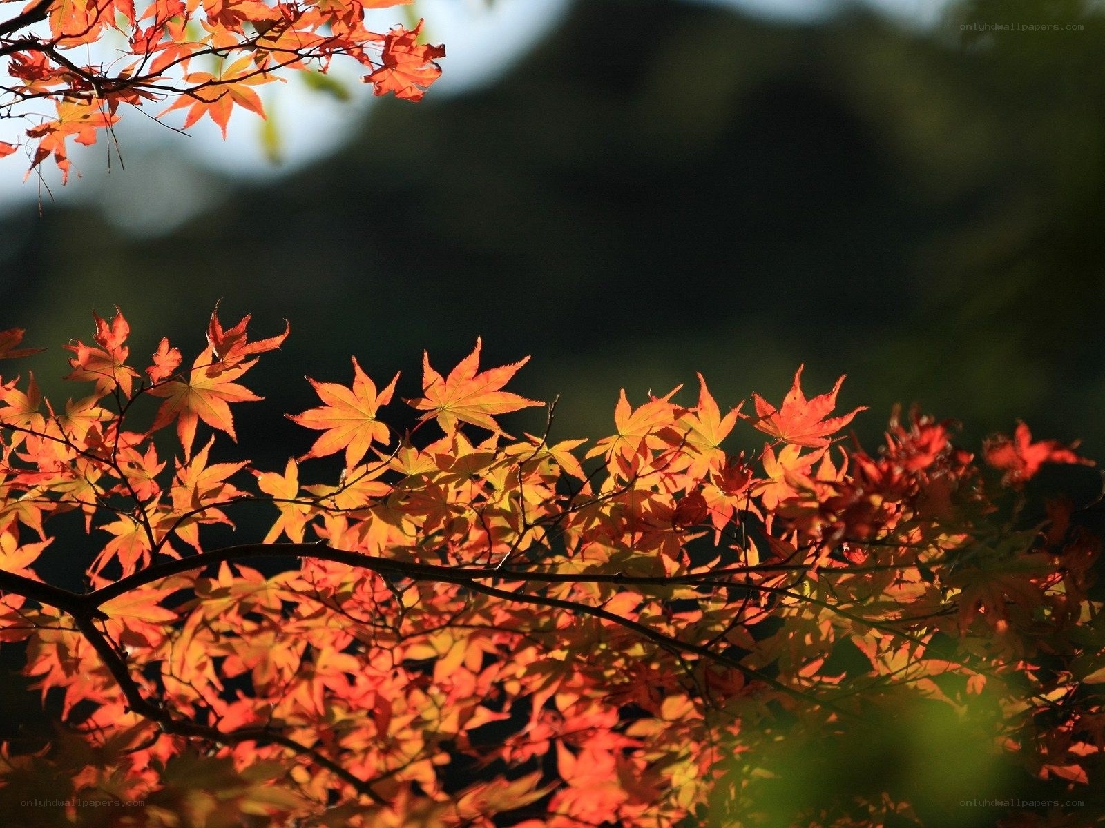 Autumn maple leaves in sunlight