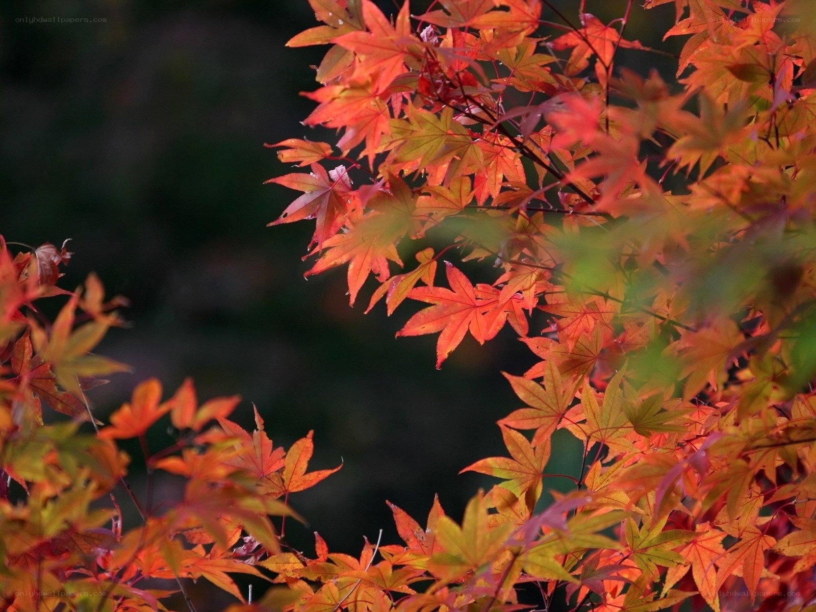 Autumn maple leaves in sunlight