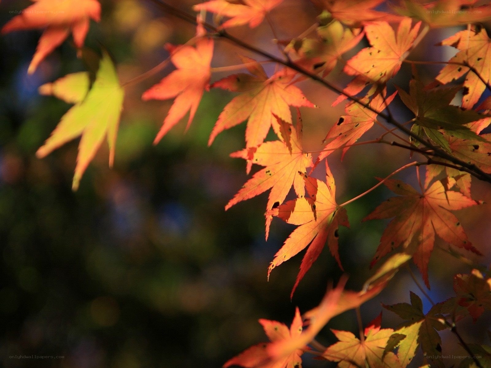 Autumn maple leaves in sunlight