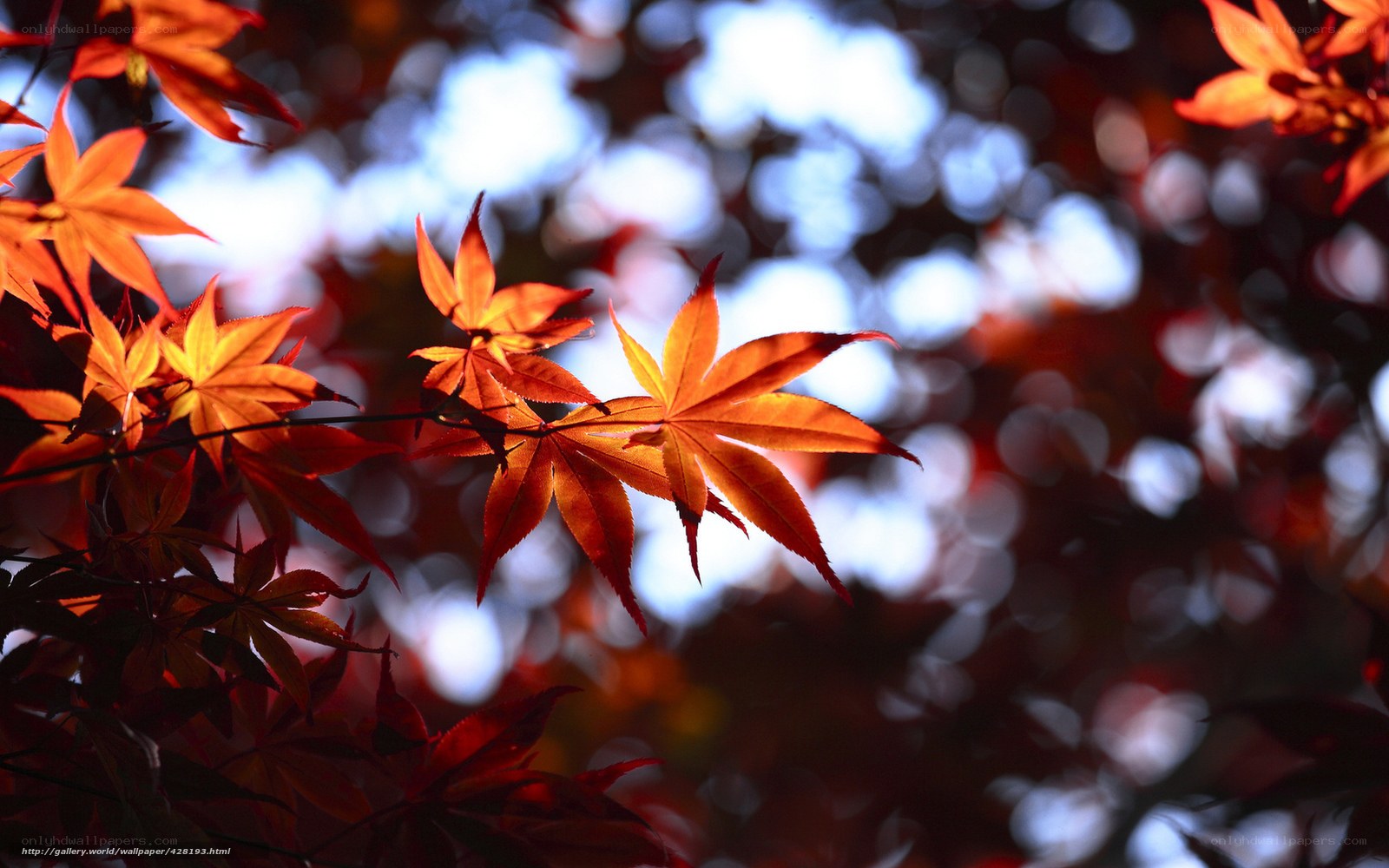 Autumn maple leaves in sunlight