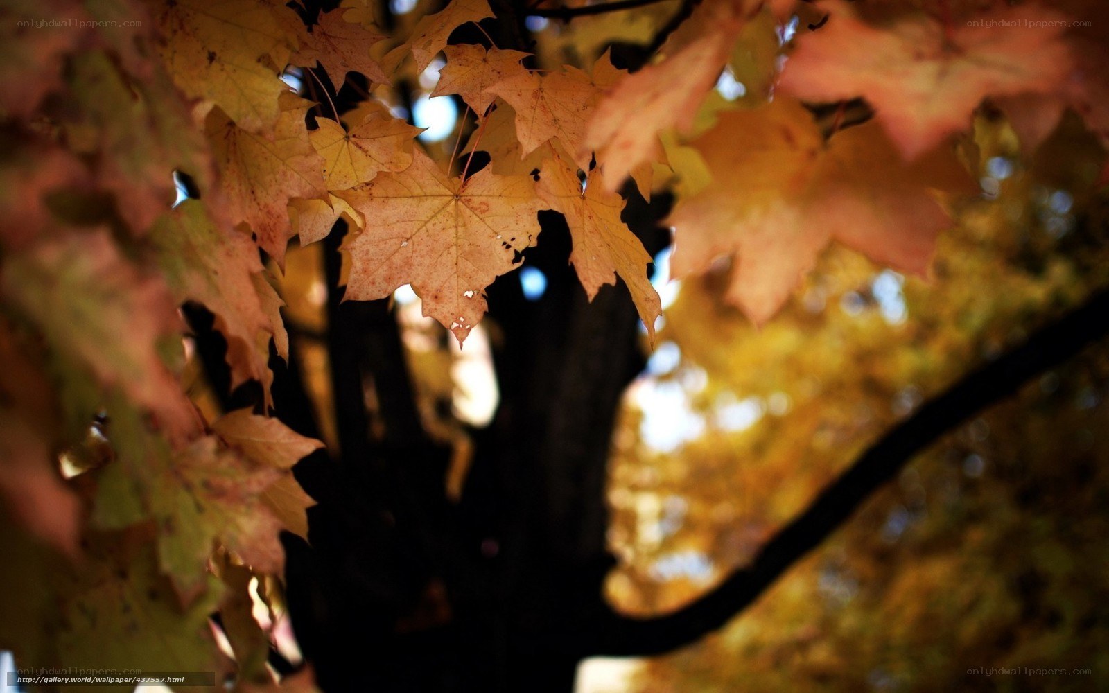 Autumn maple leaves in sunlight