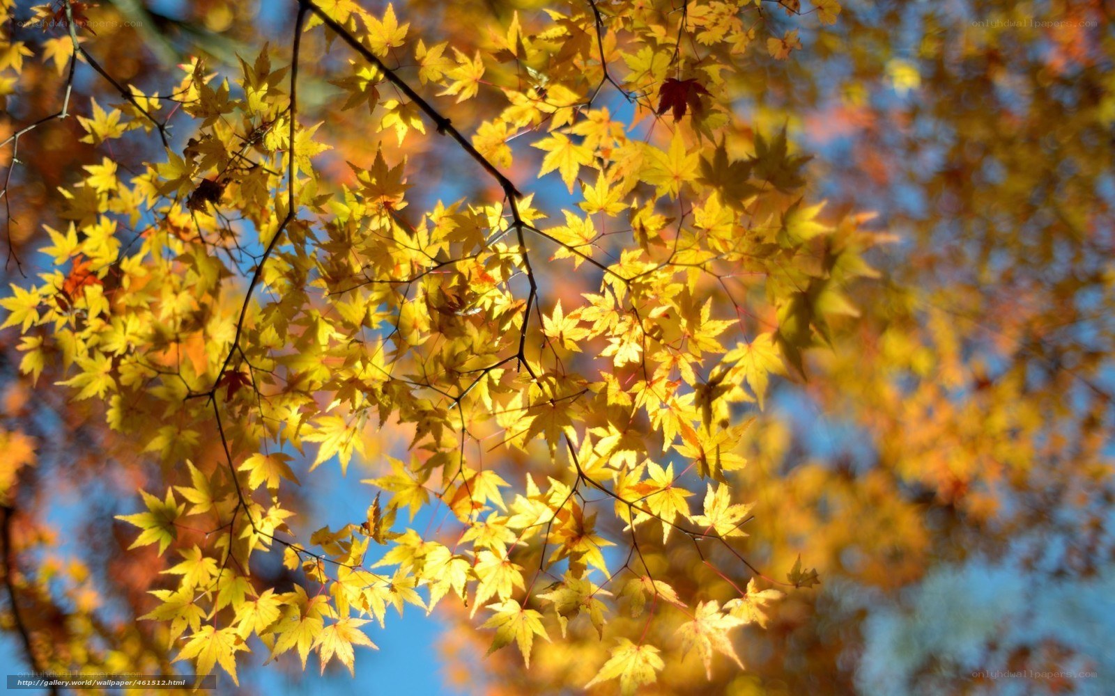 Autumn maple leaves in sunlight