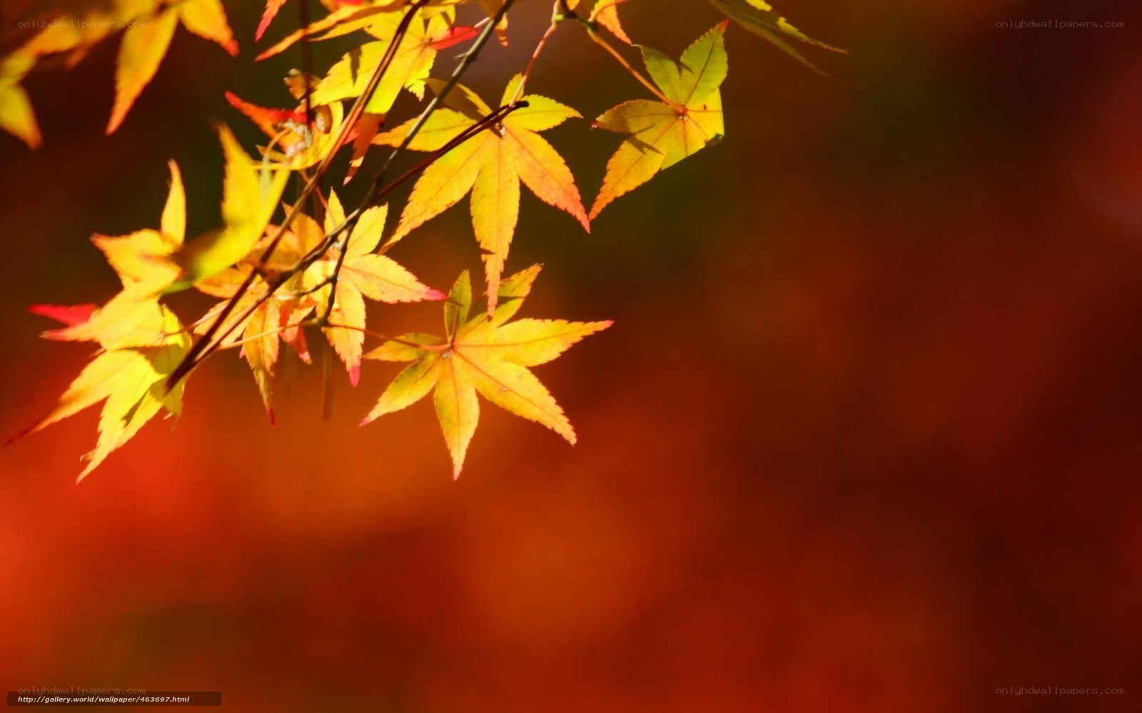 Autumn maple leaves in sunlight