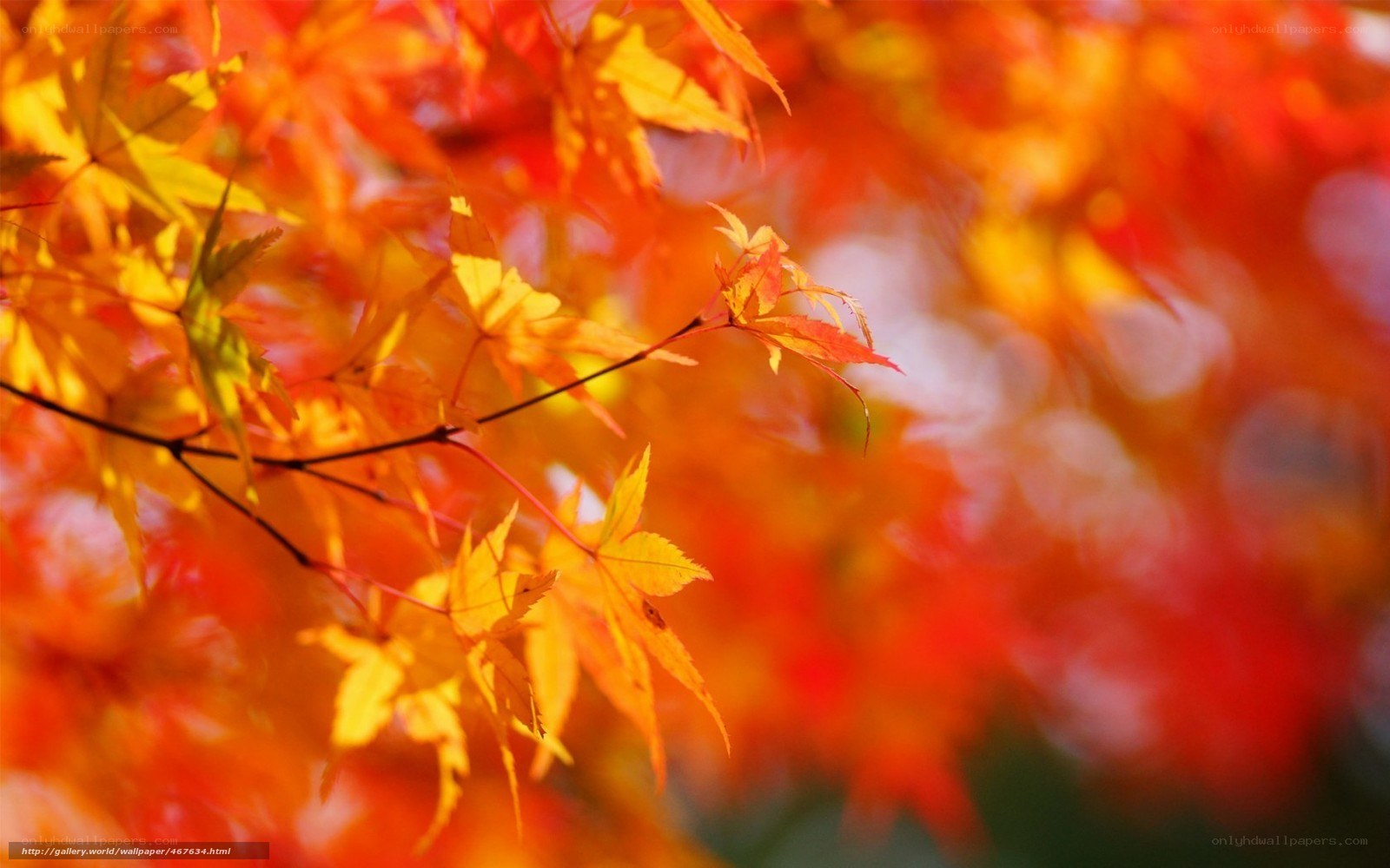 Autumn maple leaves in sunlight
