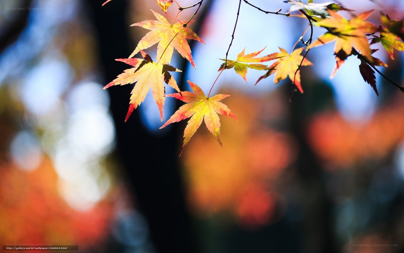 Autumn maple leaves in sunlight