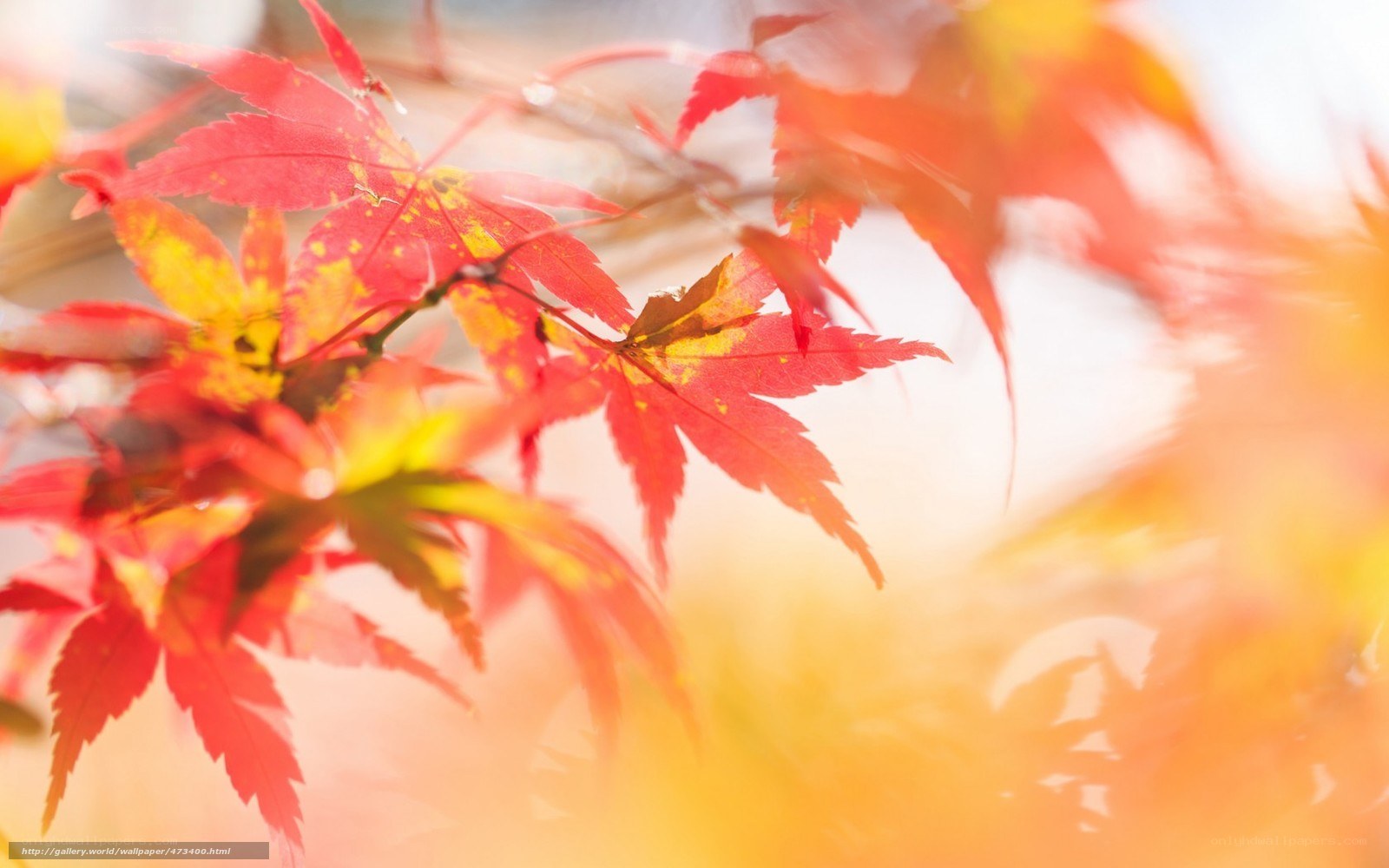 Autumn maple leaves in sunlight
