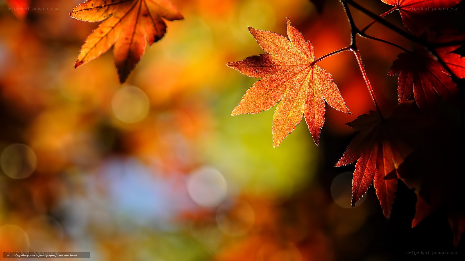 Autumn maple leaves in sunlight