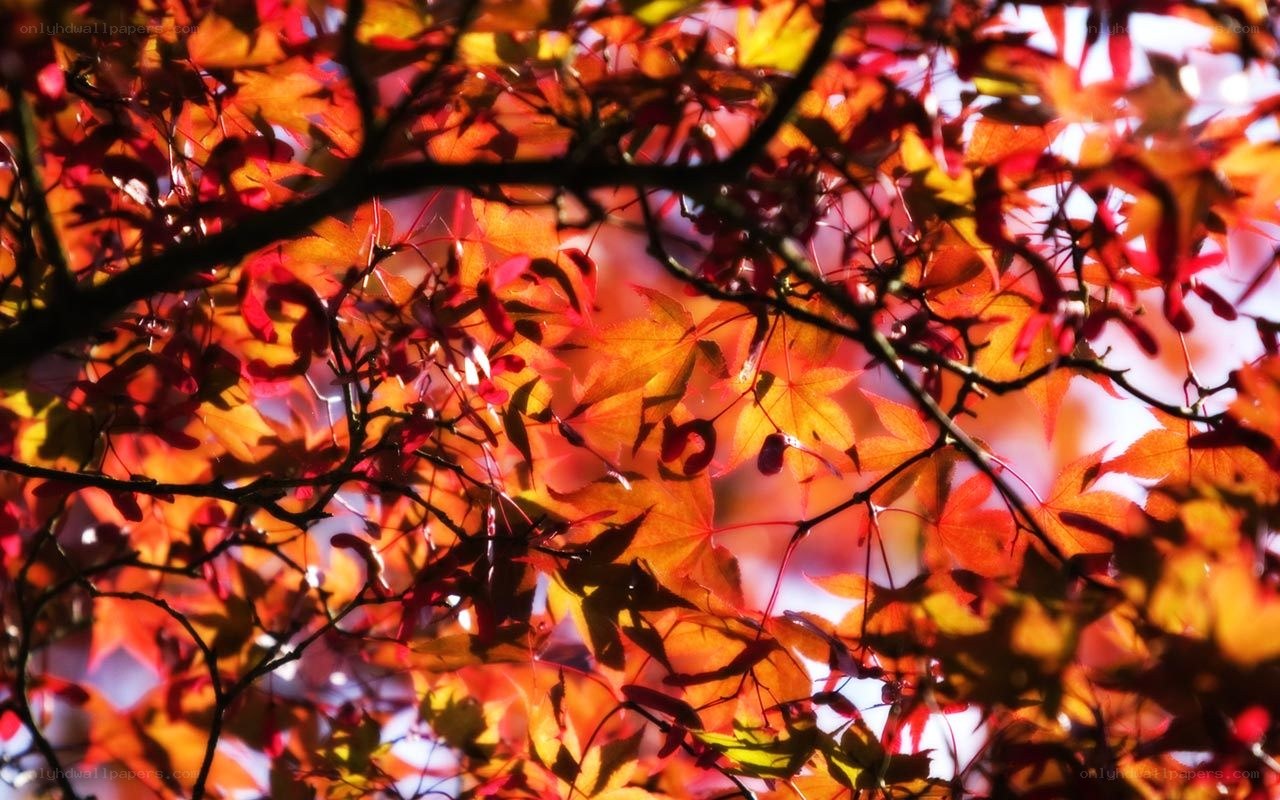 Autumn maple leaves in sunlight