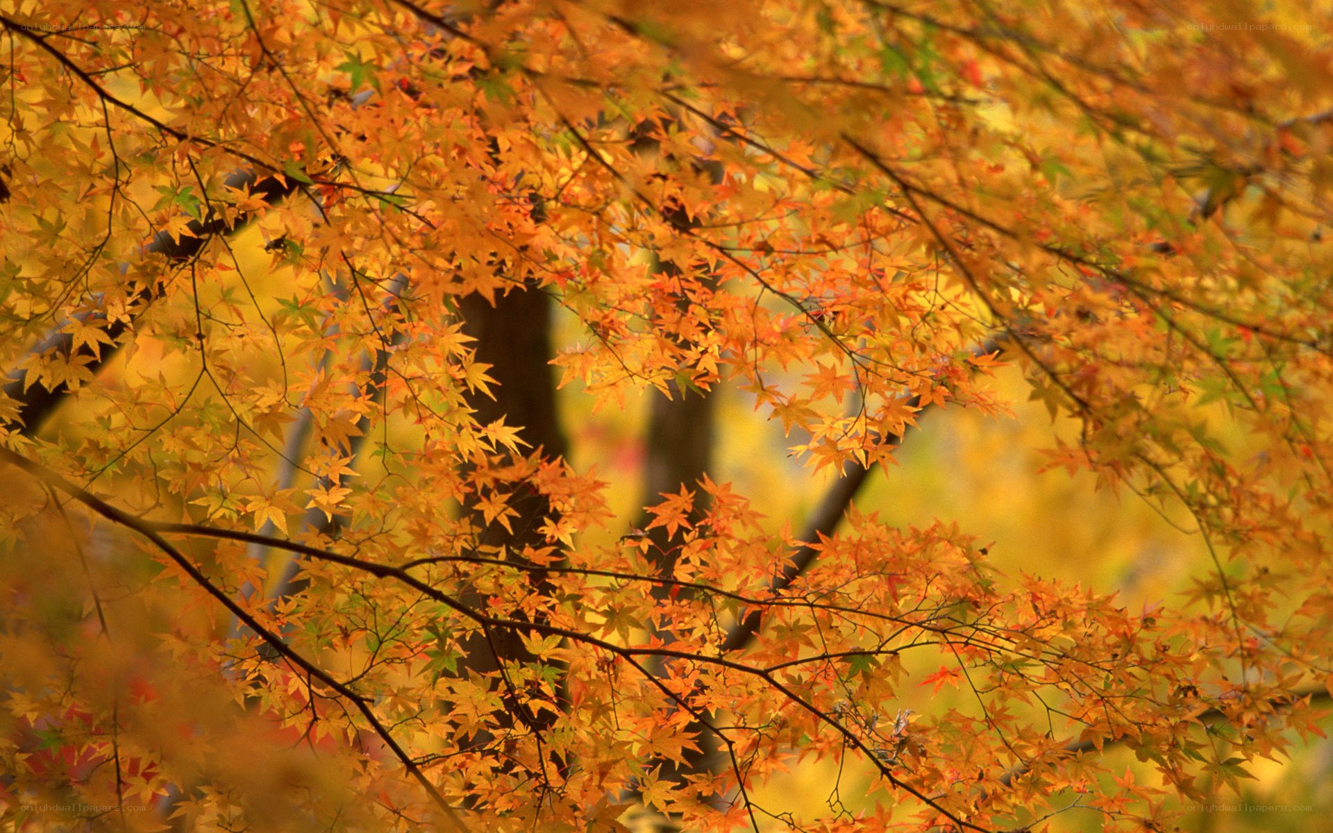 Autumn maple leaves in sunlight