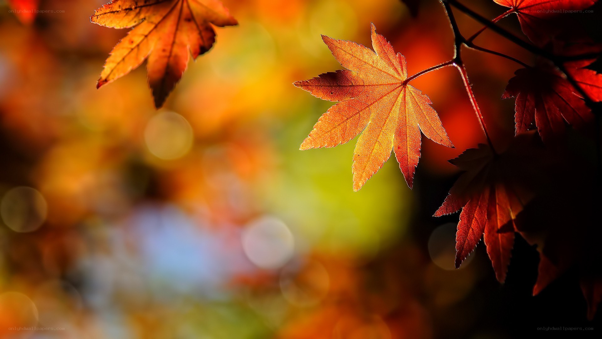 Autumn maple leaves in sunlight
