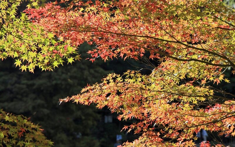 Autumn maple leaves in sunlight