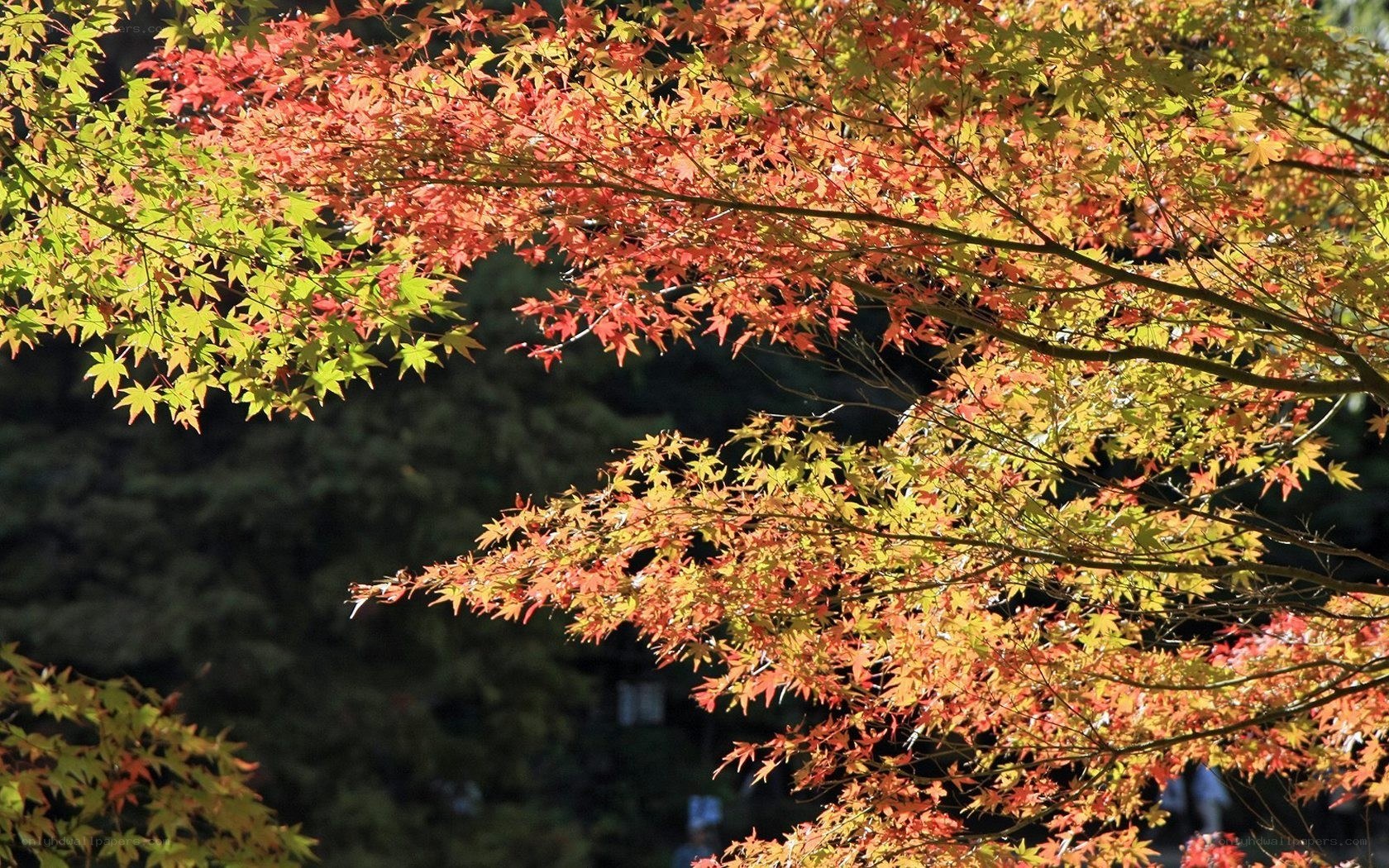 Autumn maple leaves in sunlight
