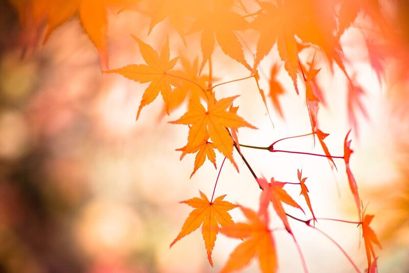 Autumn maple leaves in sunlight