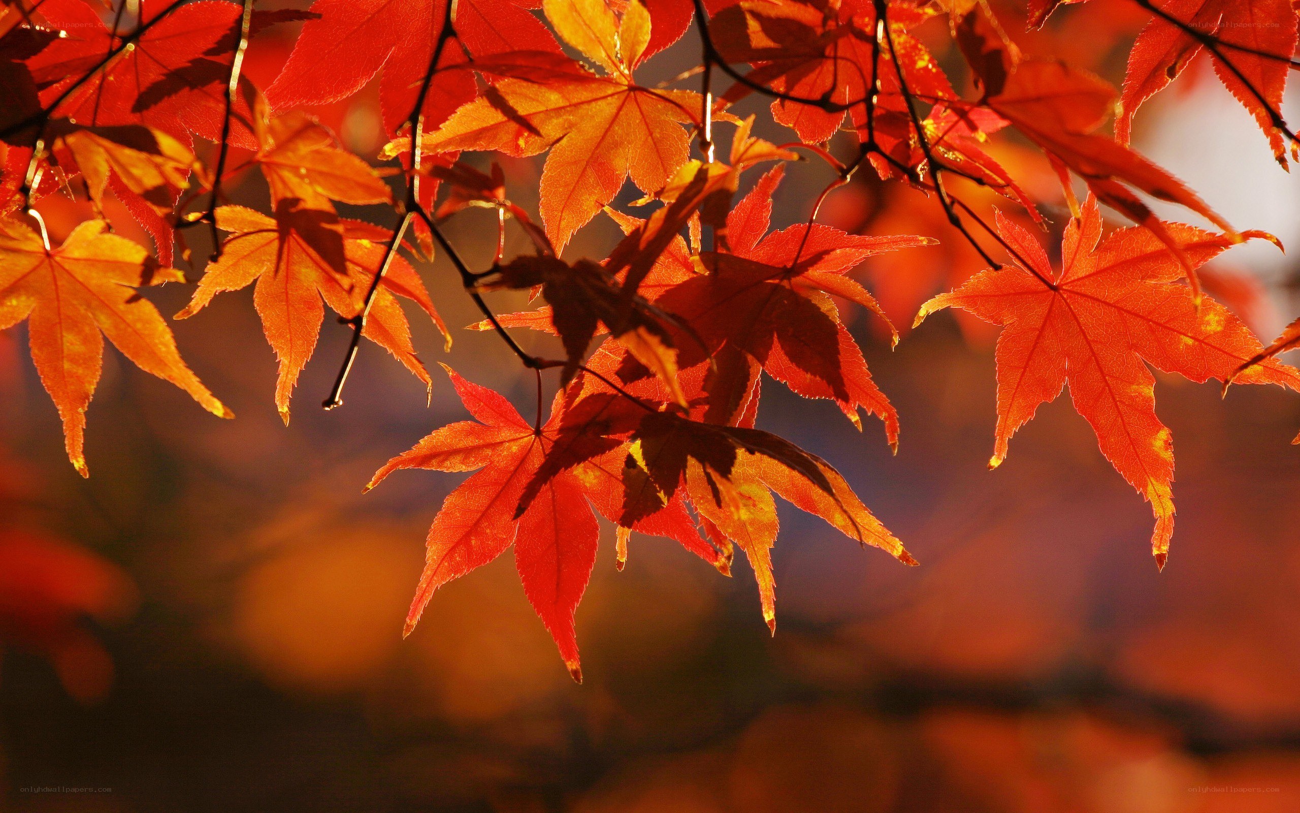 Autumn maple leaves in sunlight