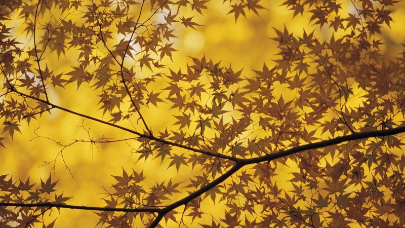 Autumn maple leaves in sunlight