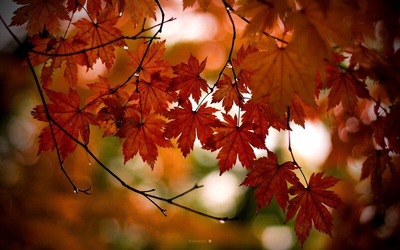 Autumn maple leaves in sunlight