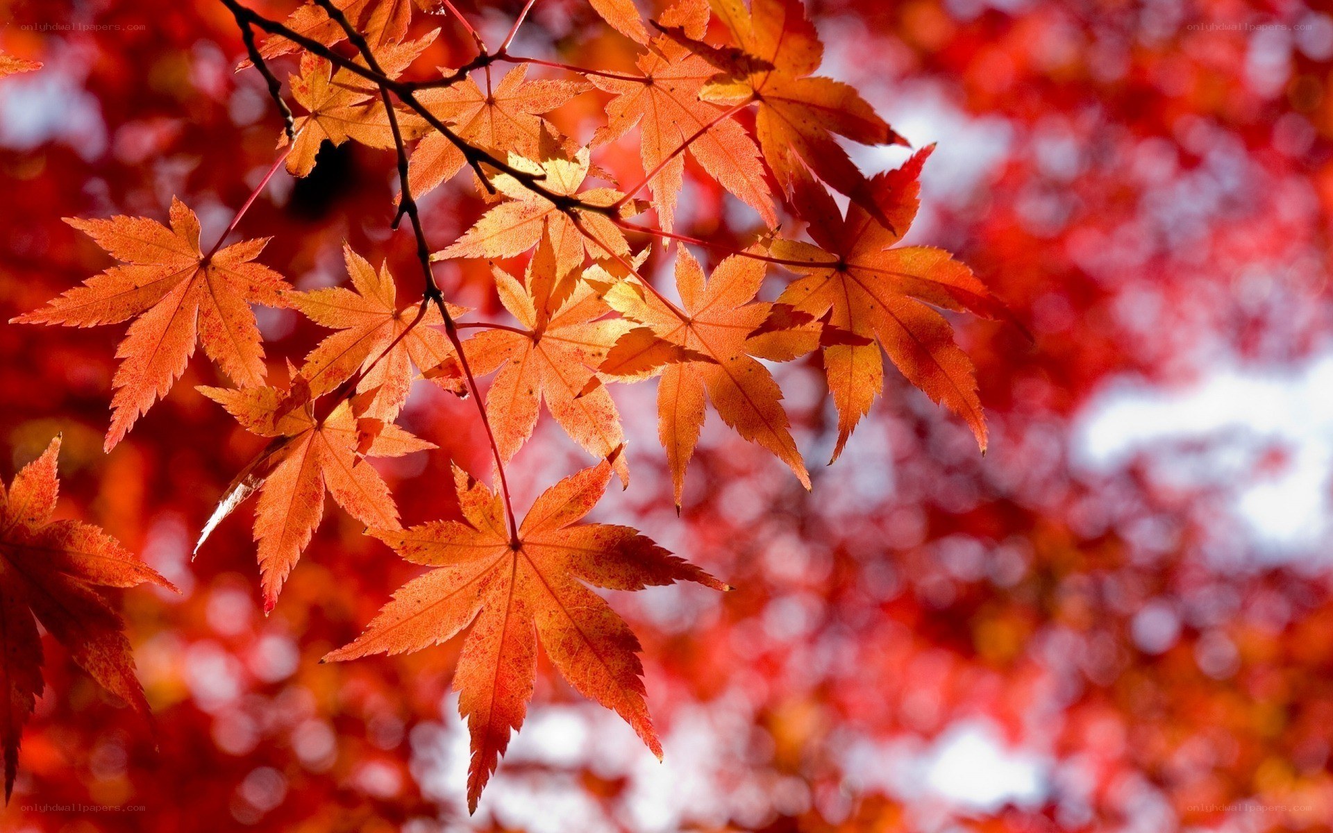 Autumn maple leaves in sunlight