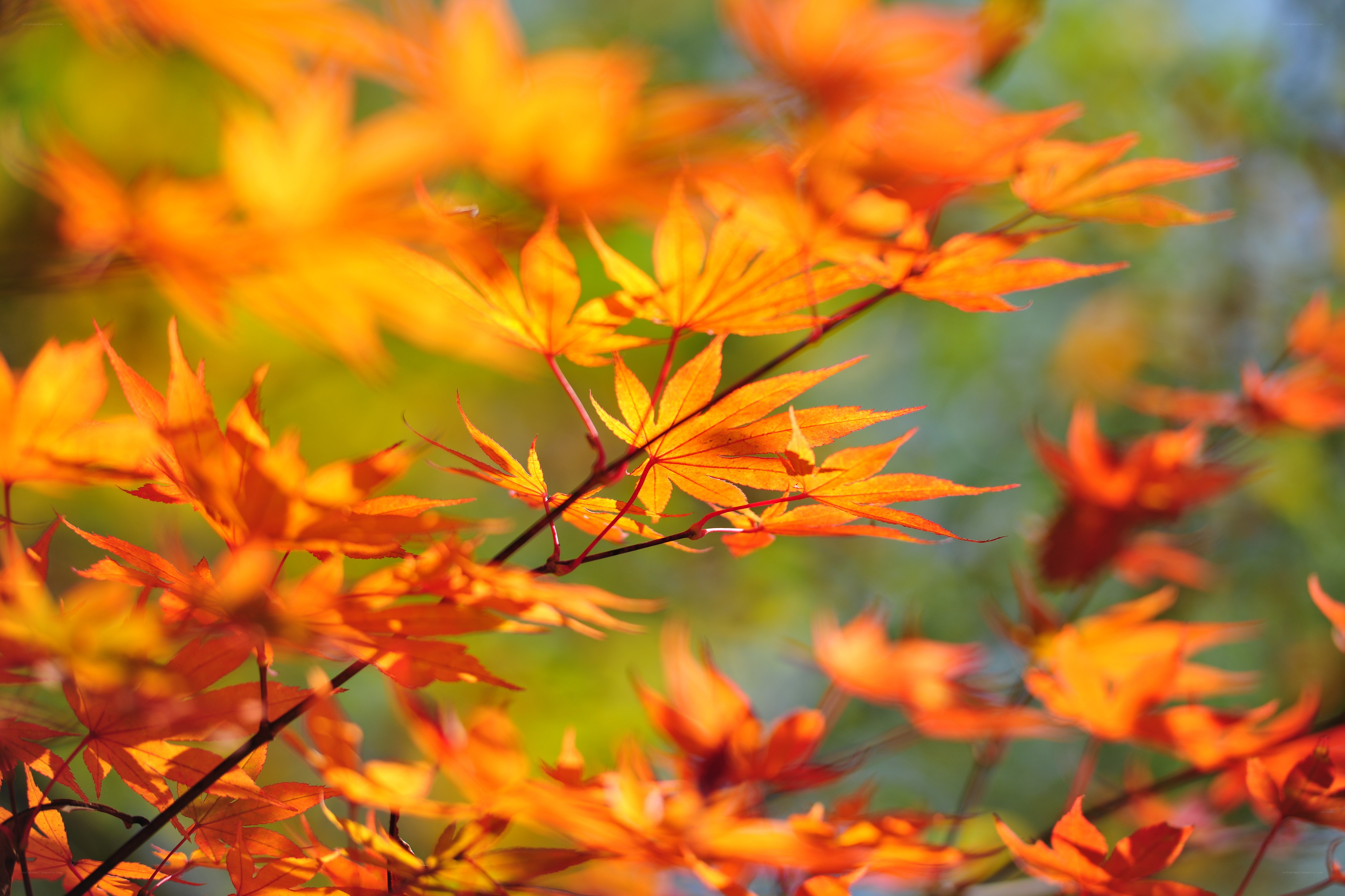 Autumn maple leaves in sunlight