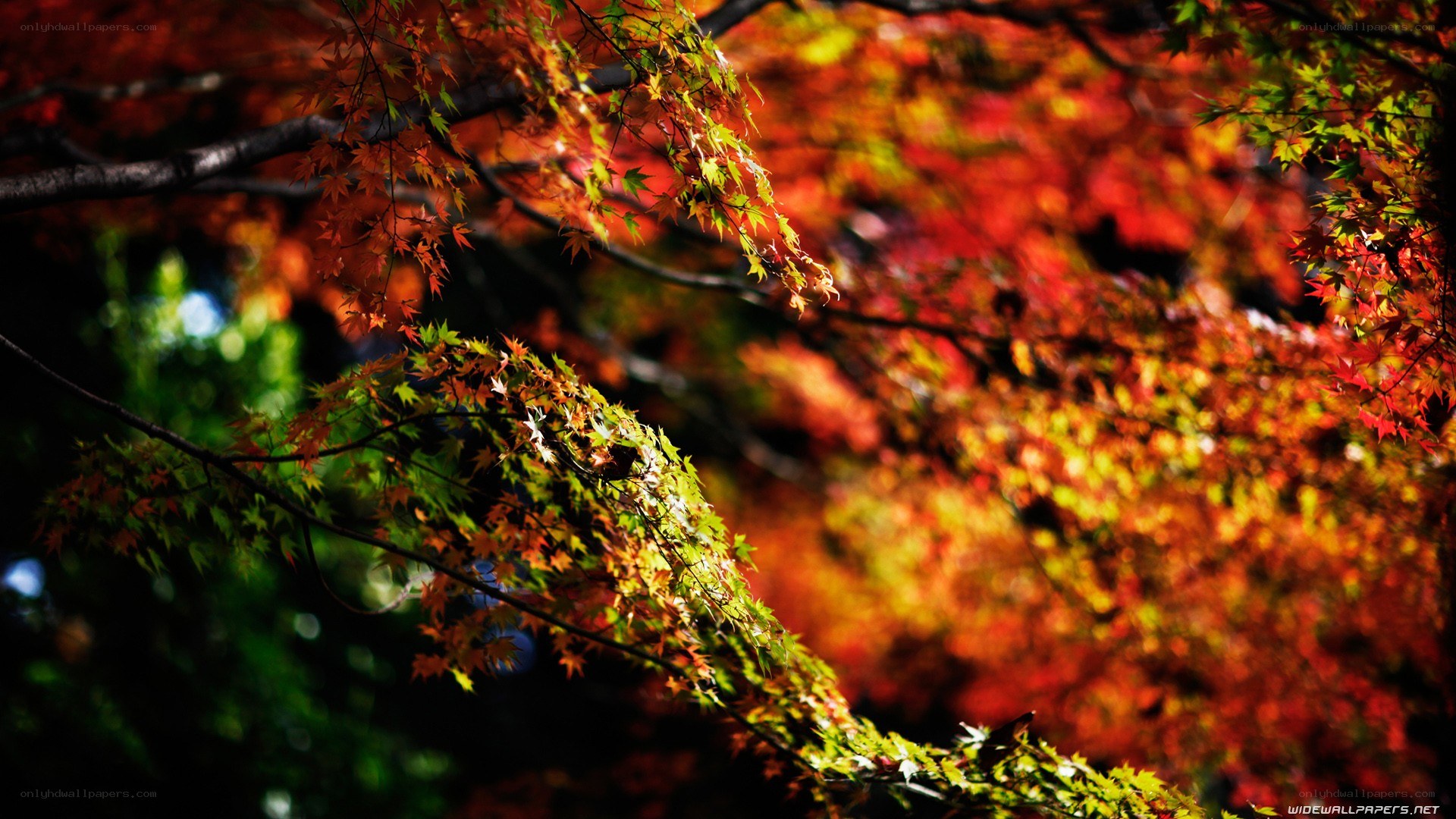 Autumn maple leaves in sunlight