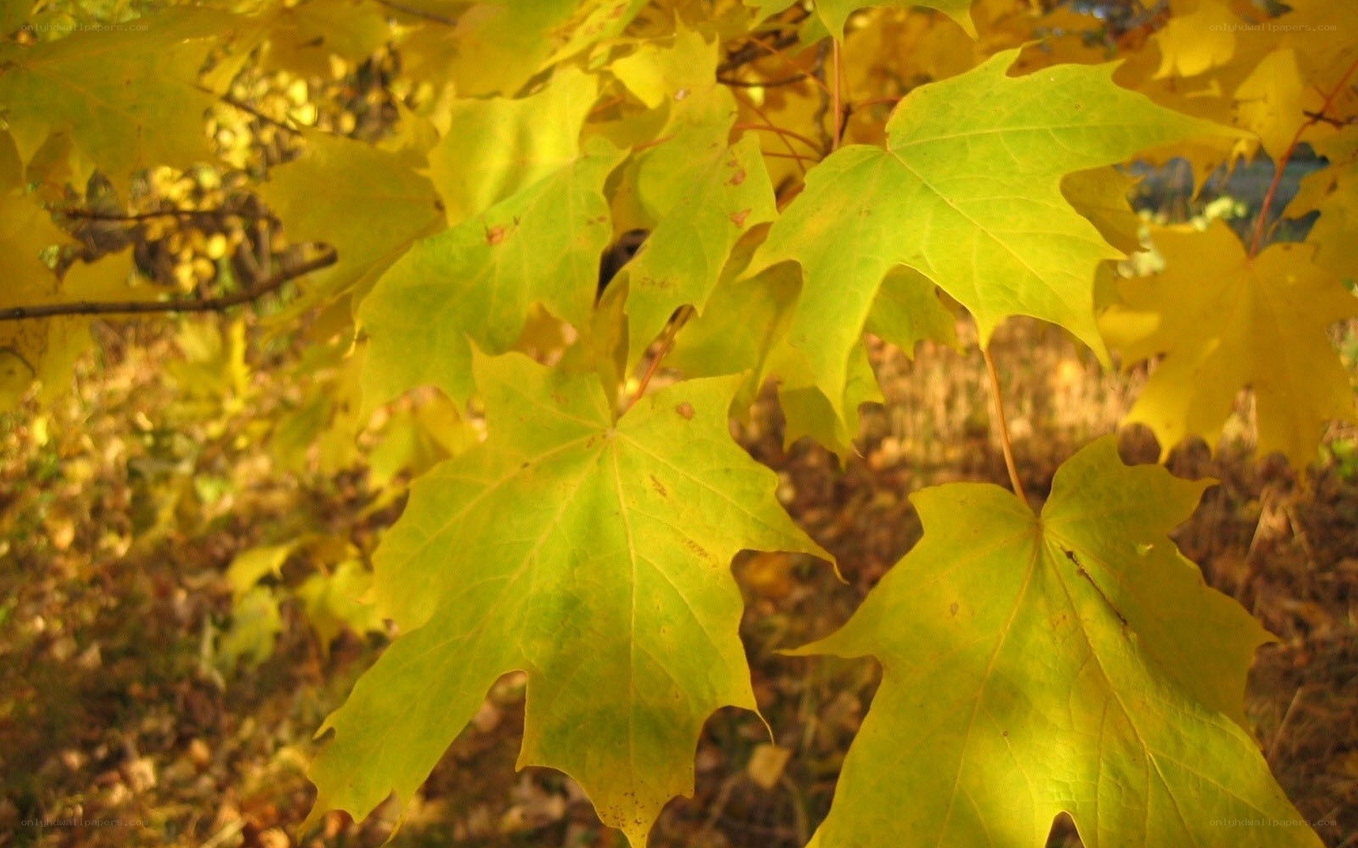 autumn maple leaves in sunlight