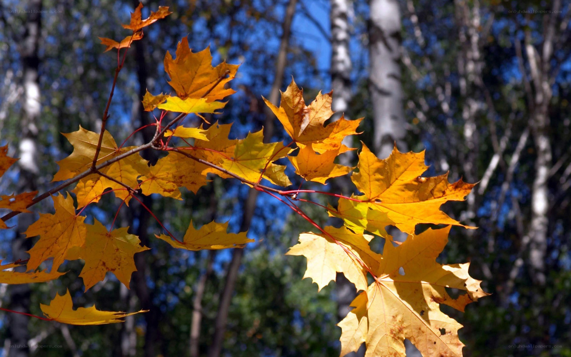 Autumn maple leaves in sunlight