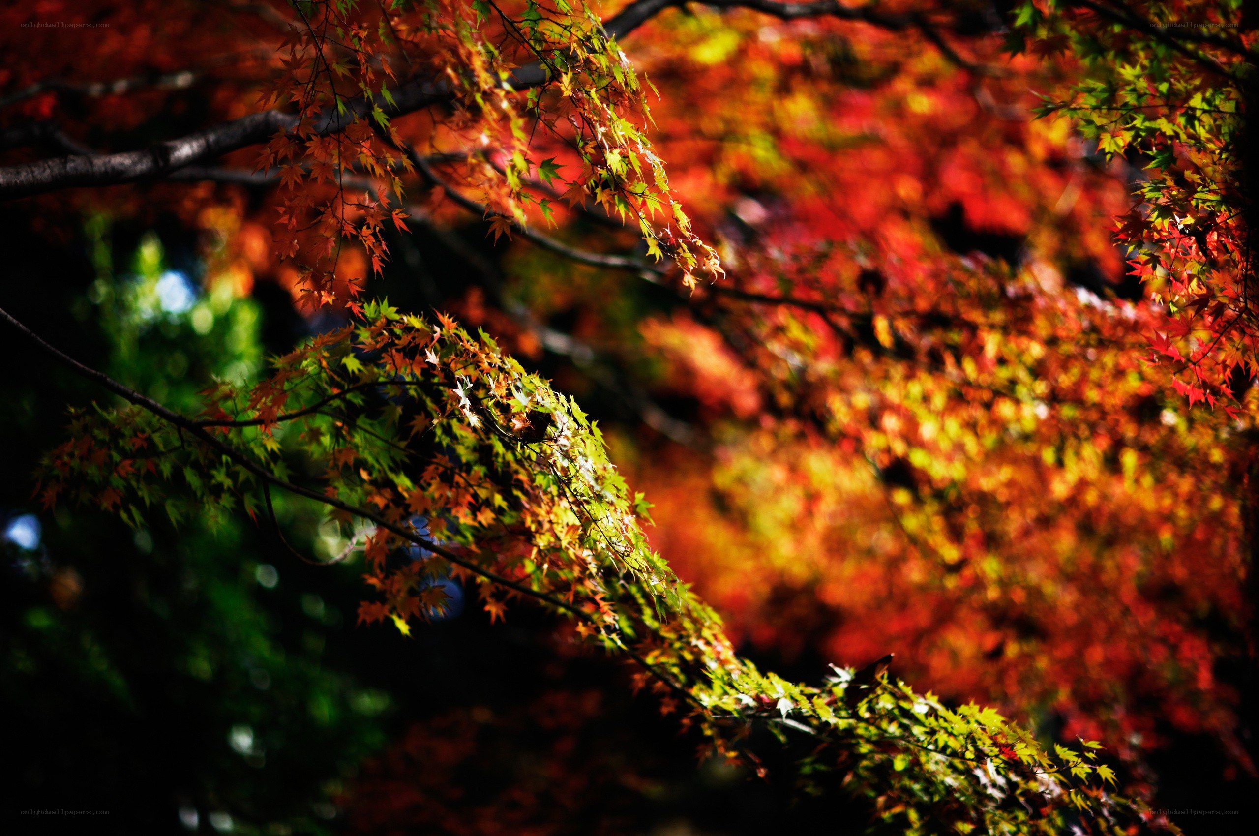Autumn maple leaves in sunlight
