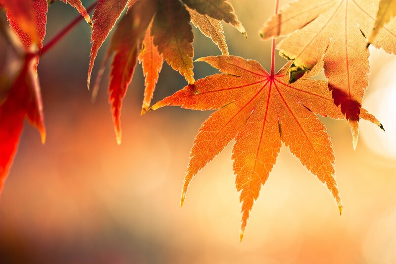 autumn maple leaves in sunlight
