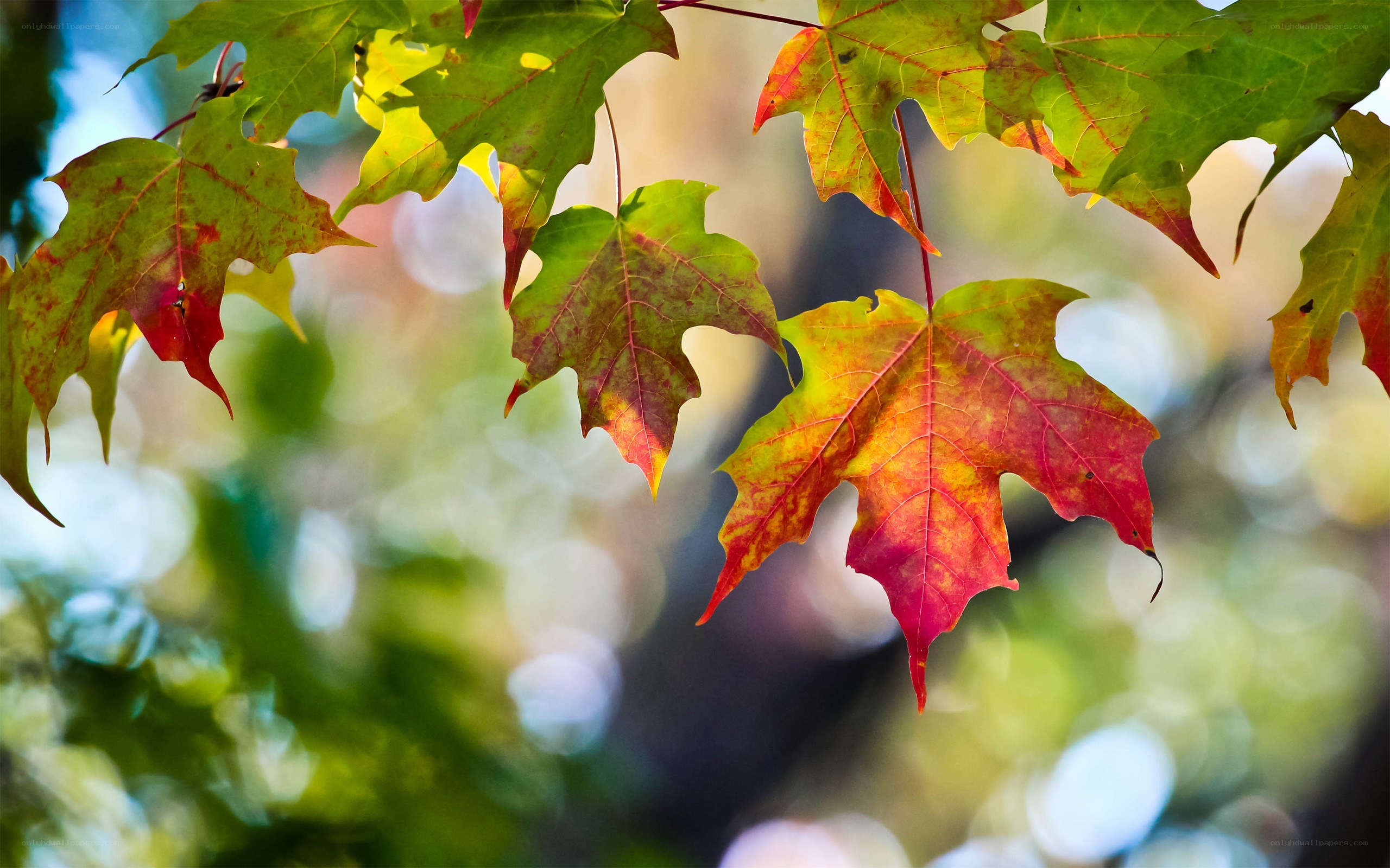 Autumn maple leaves in sunlight