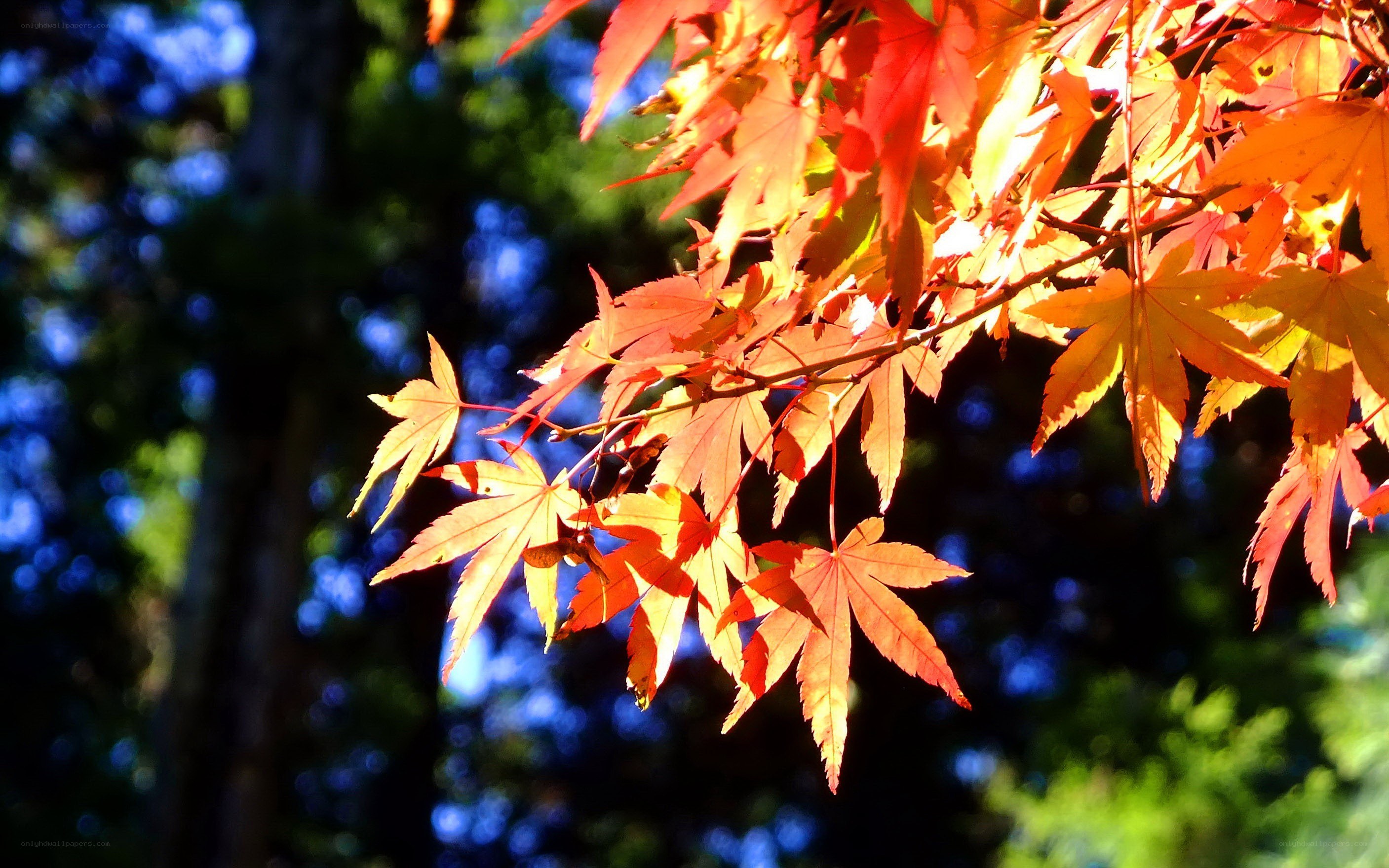 Autumn maple leaves in sunlight