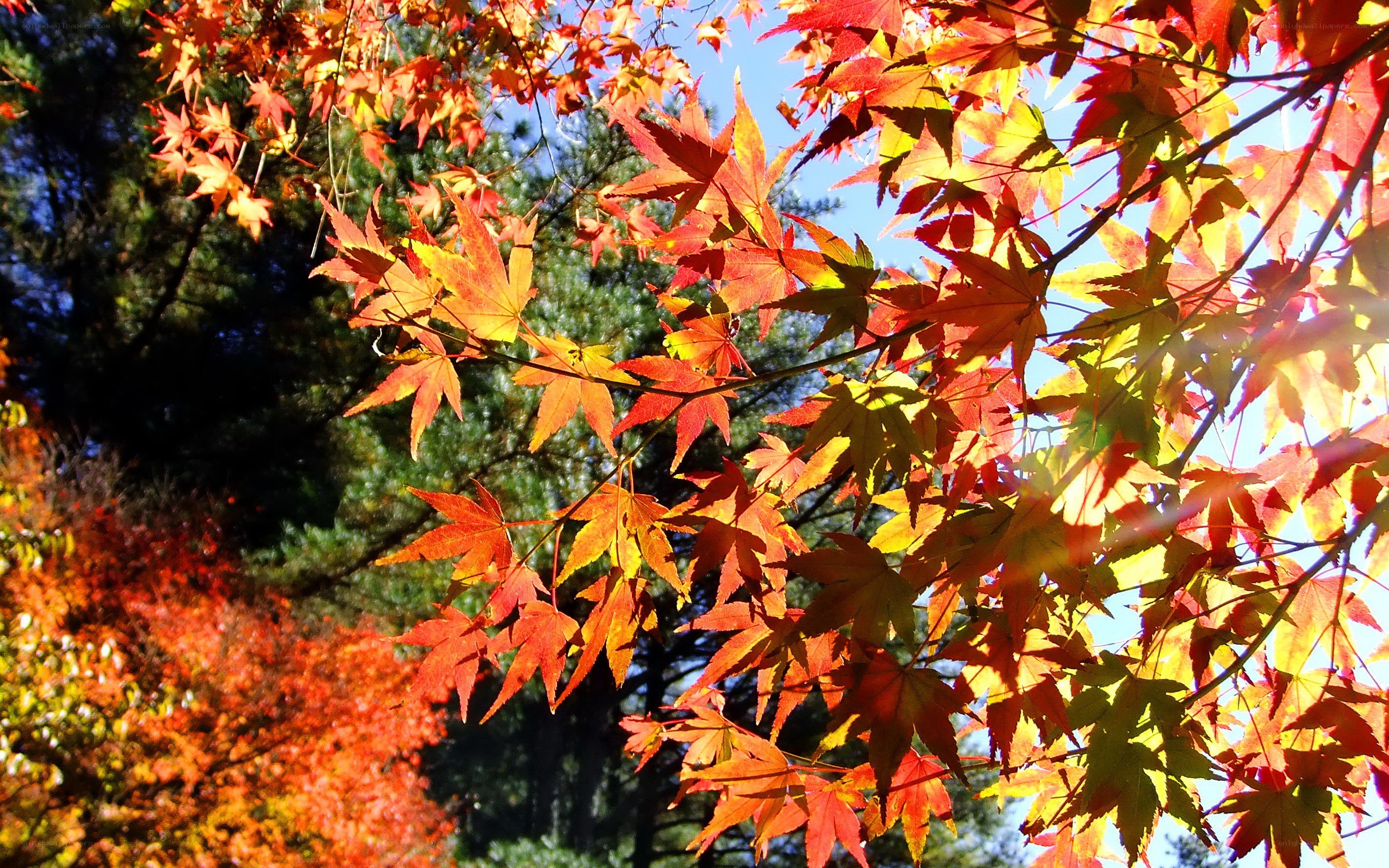 Autumn maple leaves in sunlight