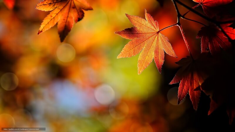 Autumn maple leaves in sunlight
