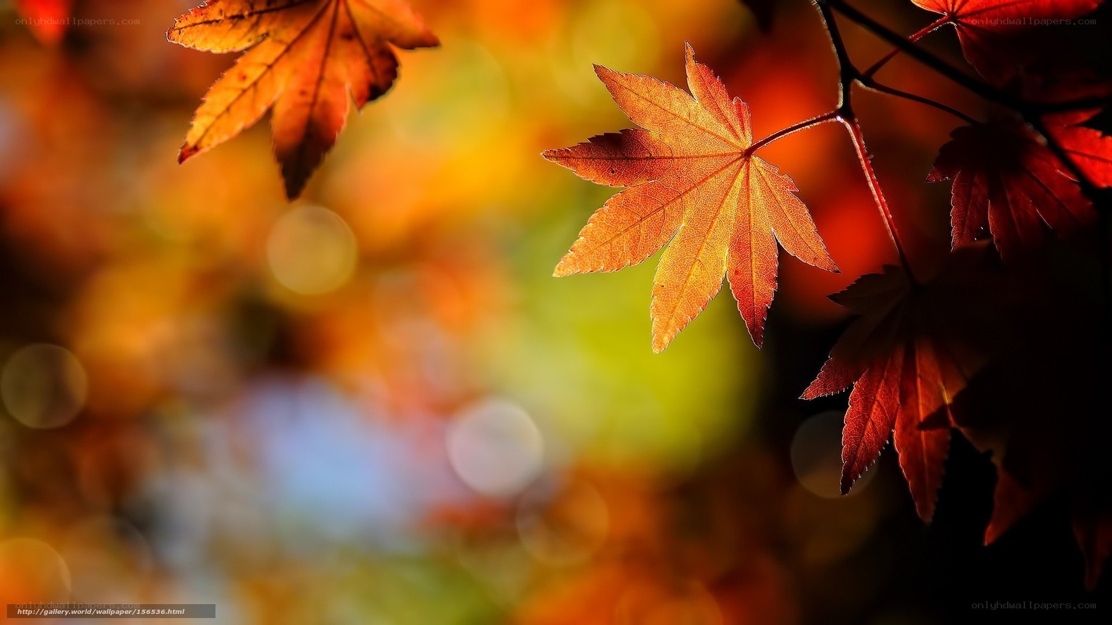 Autumn maple leaves in sunlight