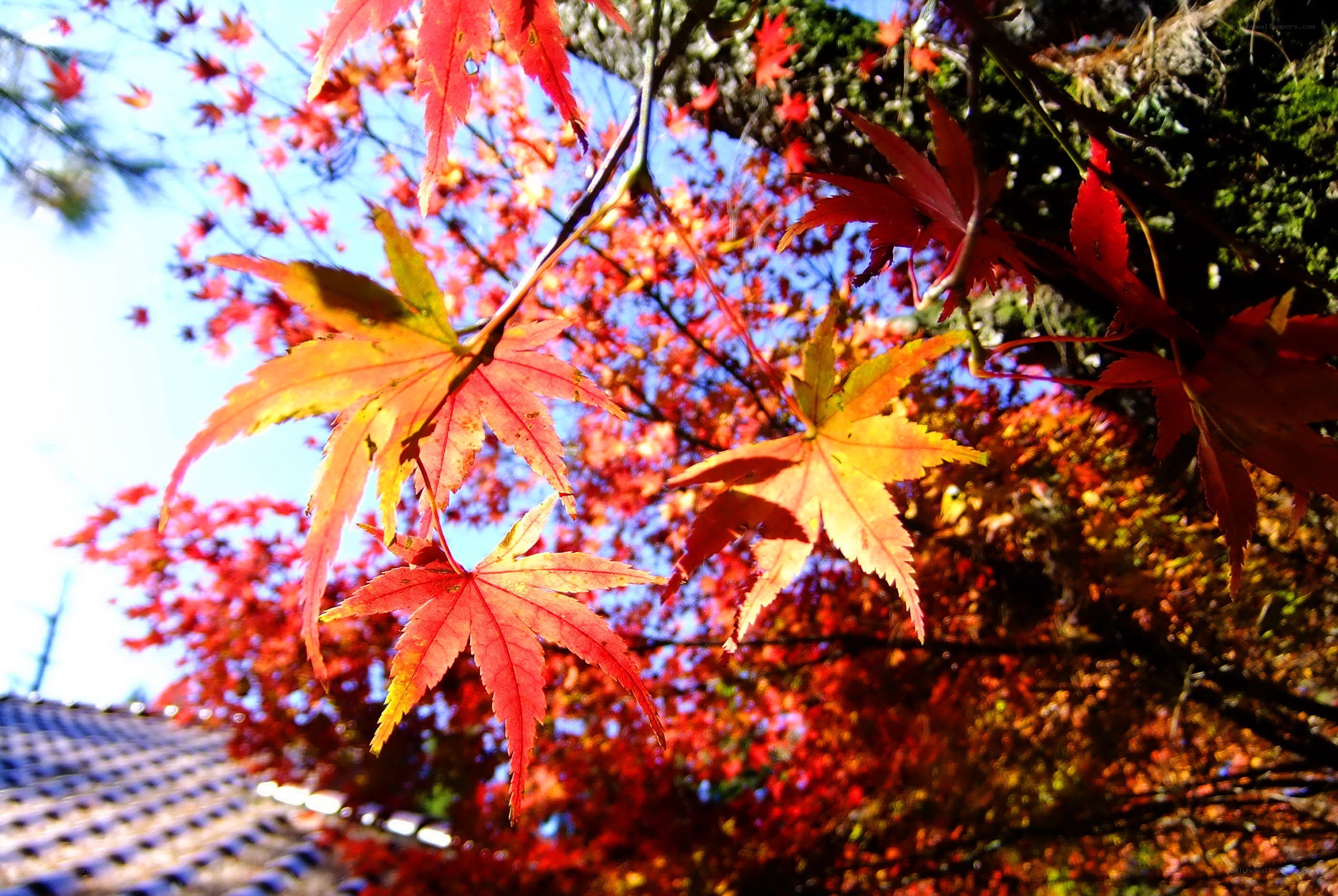 Autumn maple leaves in sunlight