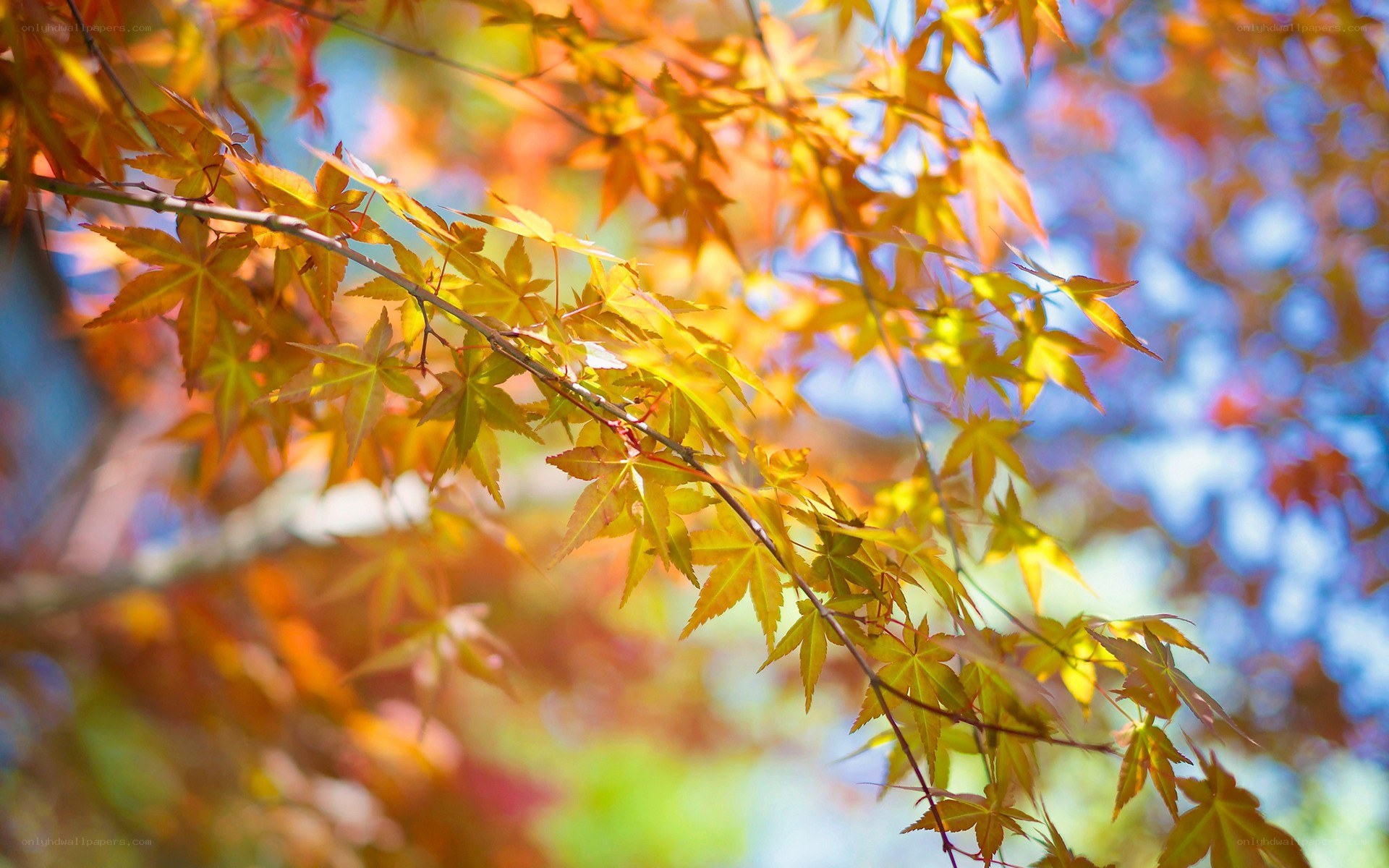 Autumn maple leaves in sunlight