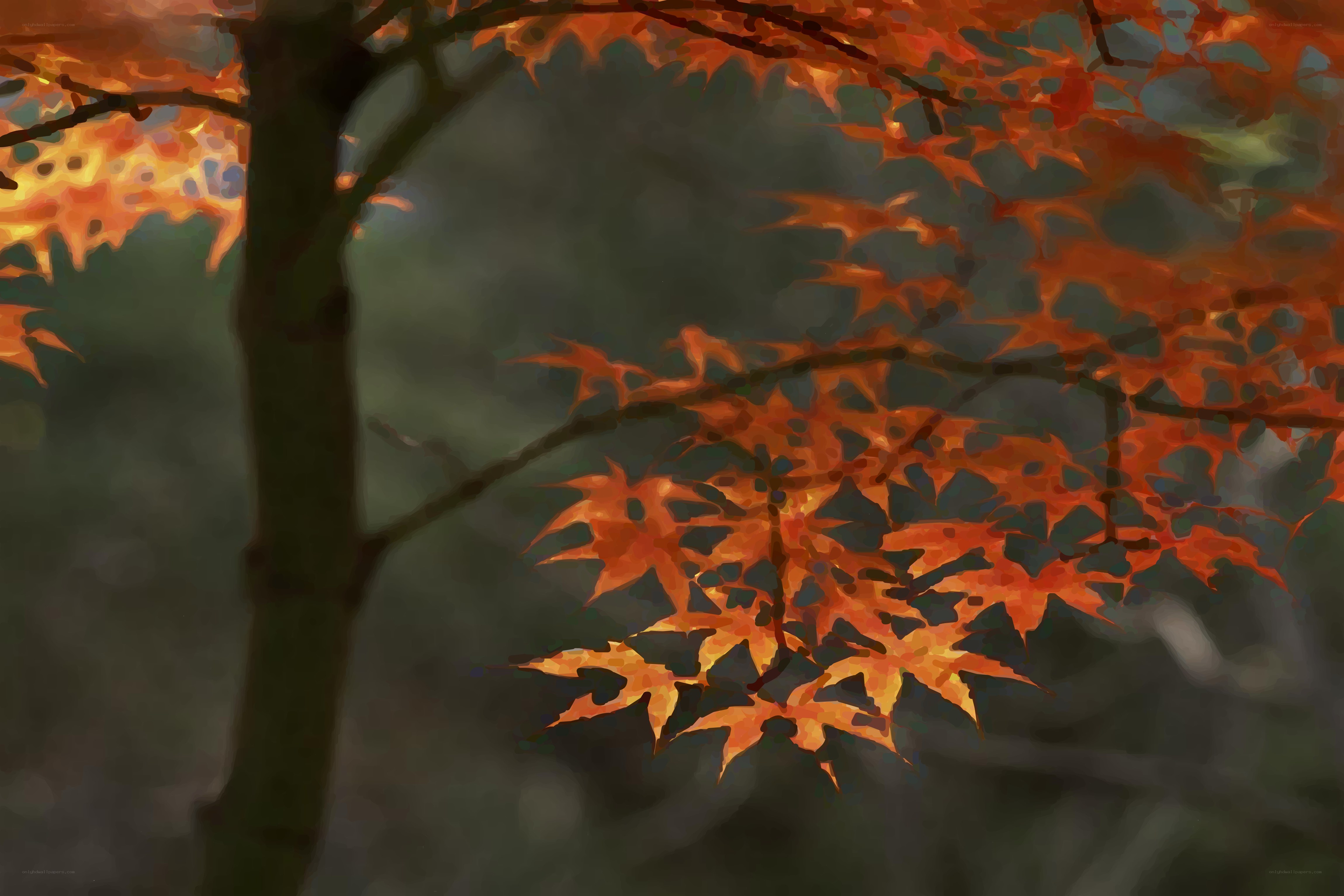 Autumn maple leaves in sunlight