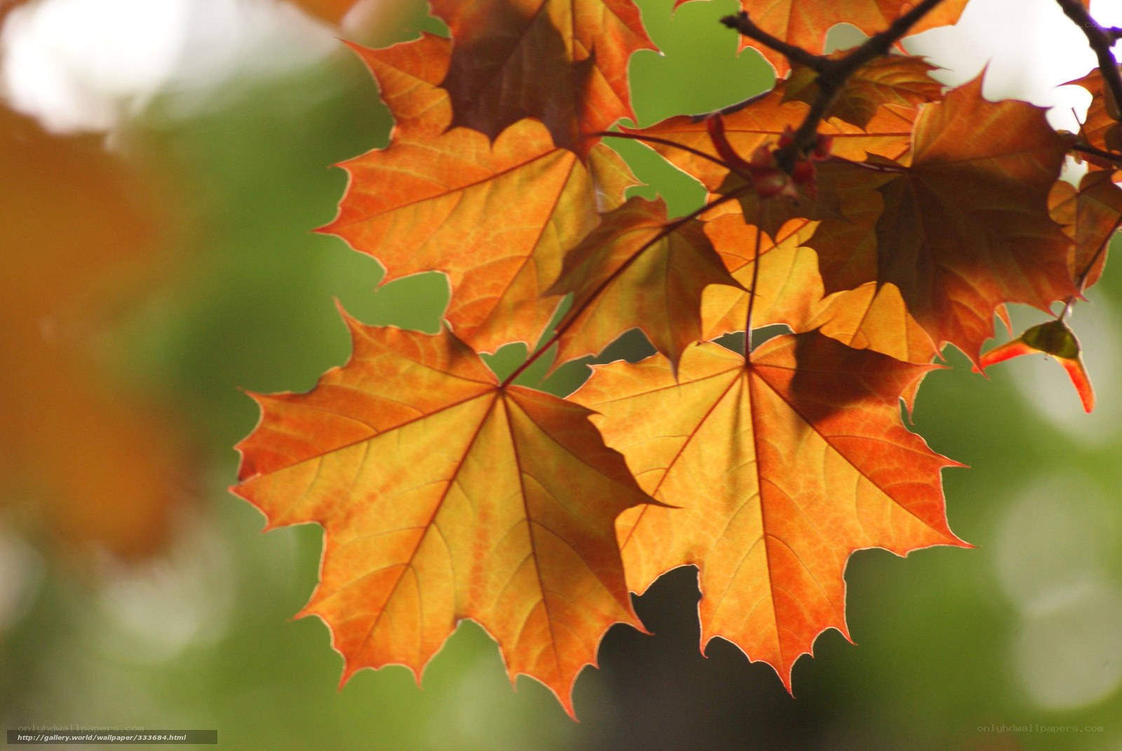 Autumn maple leaves in sunlight