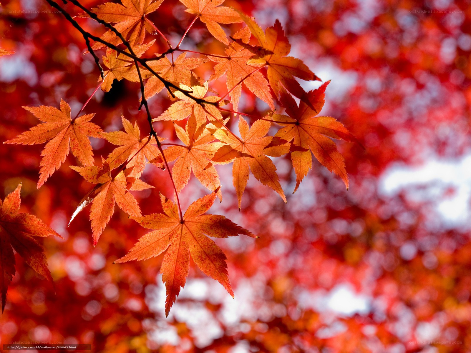 Autumn maple leaves in sunlight