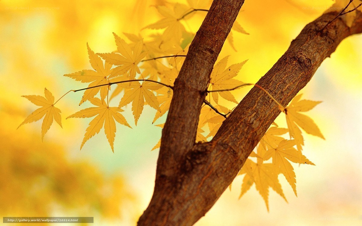 Autumn maple leaves on a branch