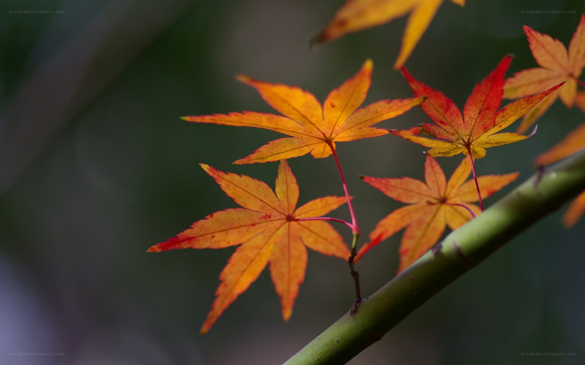 Autumn maple leaves on branch