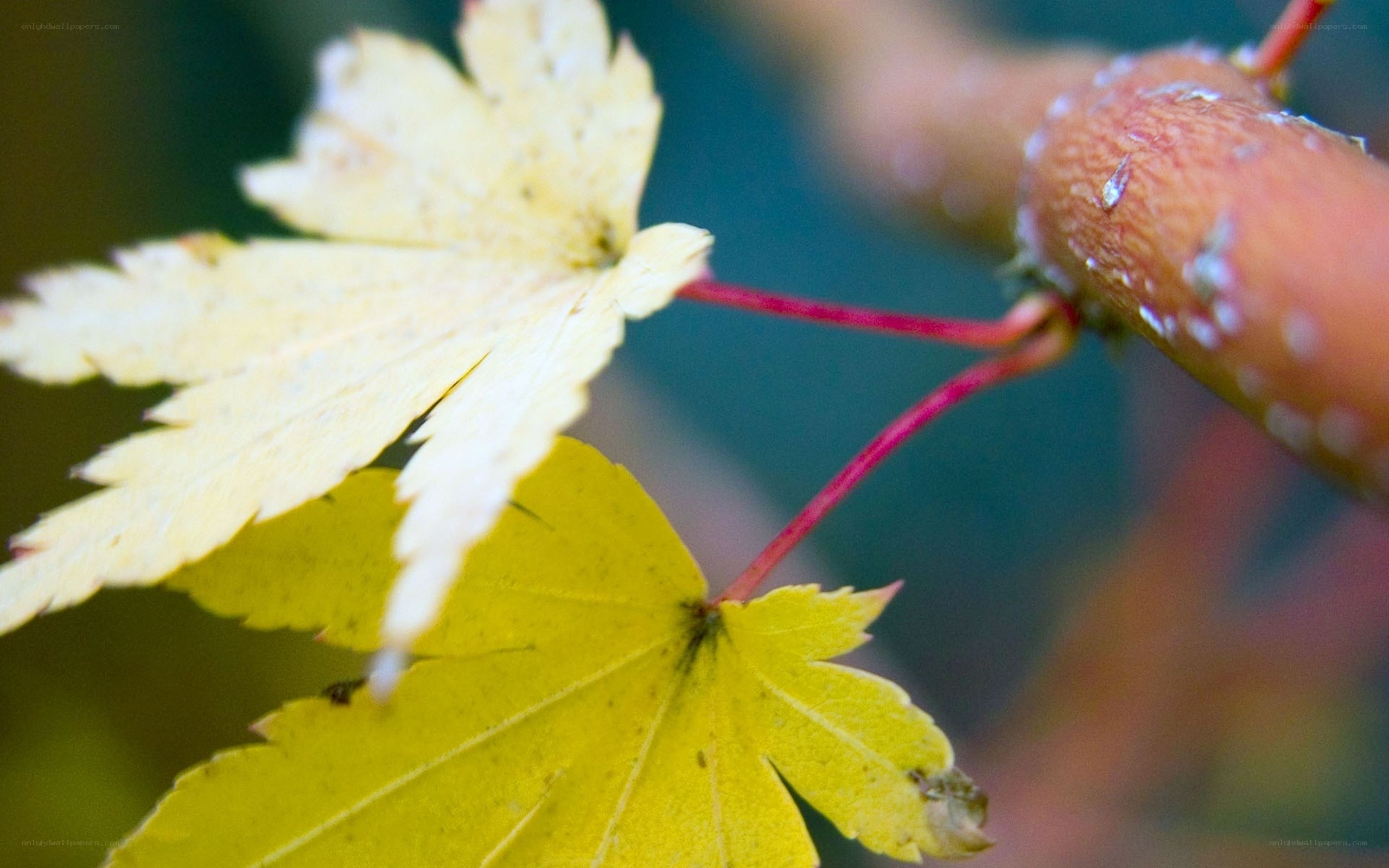 Autumn maple leaves on branch