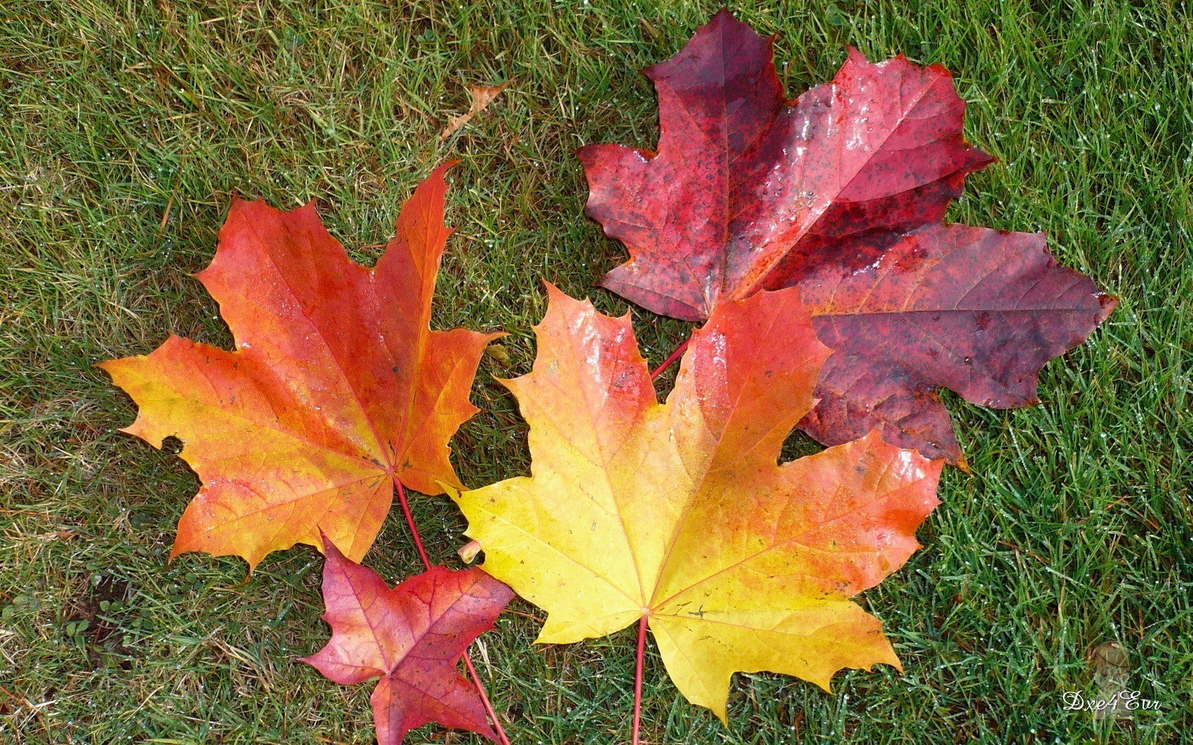 Autumn maple leaves on grass