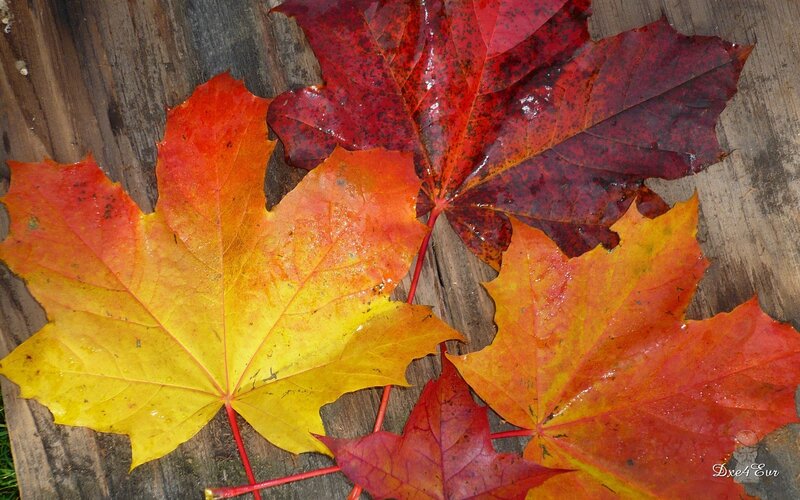 Autumn maple leaves on wood