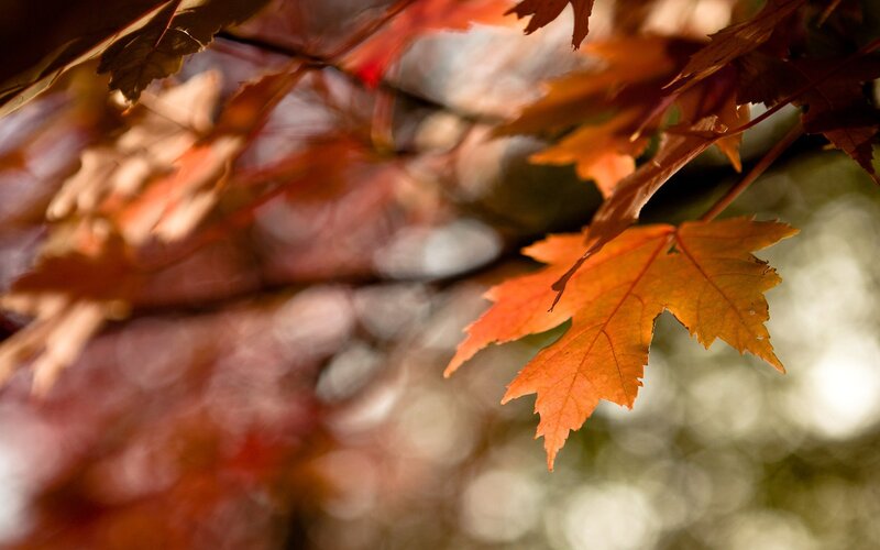 Autumn Maple Leaves — Orange, Branches