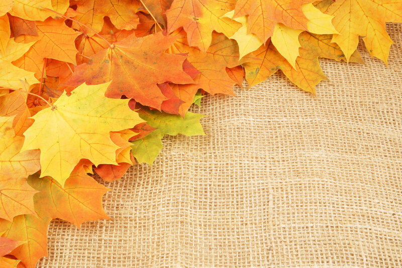 Autumn Maple Leaves — Orange, Calm, Photograph