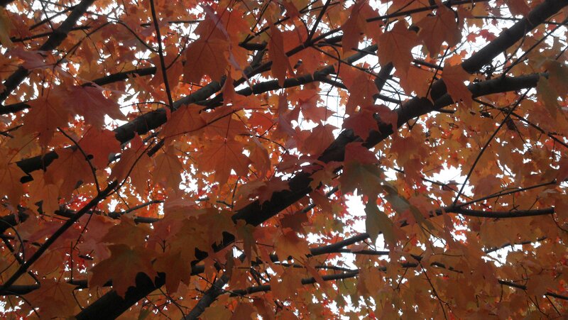 Autumn Maple Leaves — Orange, Calm, Photograph, Tree Branches